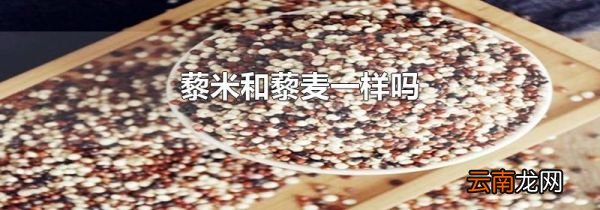 藜米和藜麦一样吗