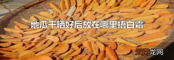 地瓜干晒好后放在哪里捂白霜