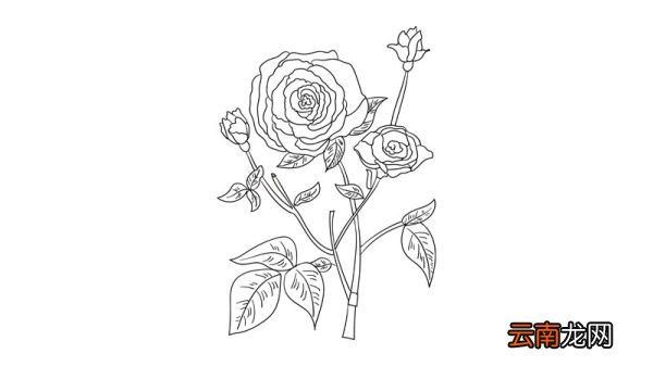 母亲节花简笔画教程母亲节花简笔画画法