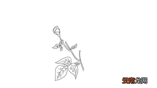 母亲节花简笔画教程母亲节花简笔画画法