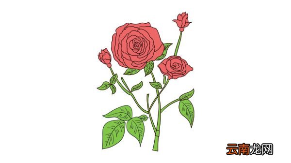 母亲节花简笔画教程母亲节花简笔画画法