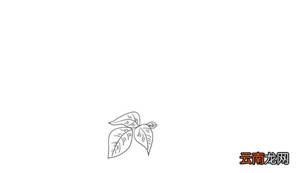 母亲节花简笔画教程母亲节花简笔画画法