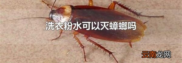 洗衣粉水可以灭蟑螂吗