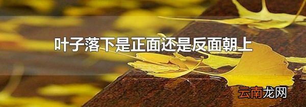 叶子落下是正面还是反面朝上