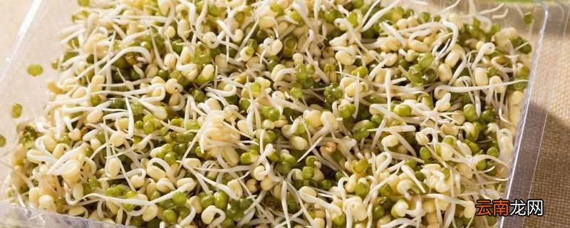 绿豆芽怎样保存更持久