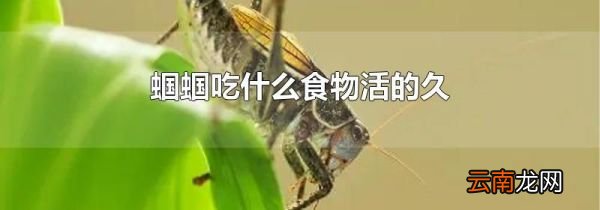 蝈蝈吃什么食物活的久