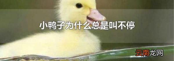 小鸭子为什么总是叫不停