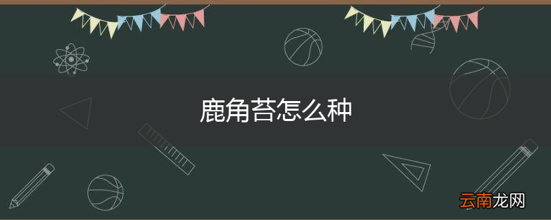 鹿角苔怎么种