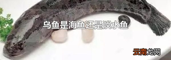 乌鱼是海鱼还是淡水鱼