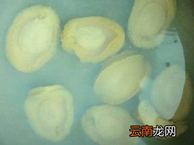 怎么发干鲍鱼又软又糯