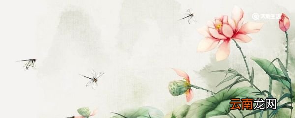 自荷钱出水之日文言文翻译 芙蕖自荷钱出水之日文言文翻译