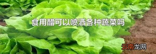 食用醋可以喷洒各种蔬菜吗