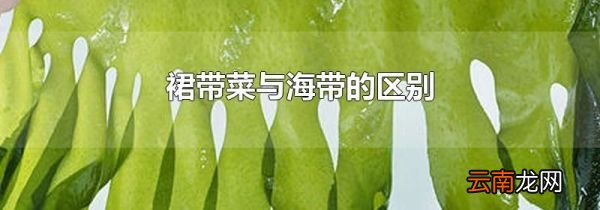 裙带菜与海带的区别