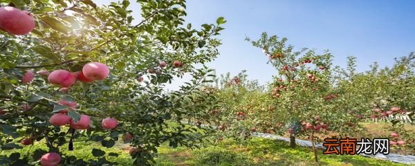 苹果的生长顺序 苹果是如何生长的