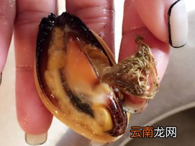 贻贝怎么清洗
