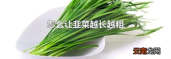 怎么让韭菜越长越粗