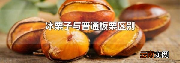 冰栗子与普通板栗区别