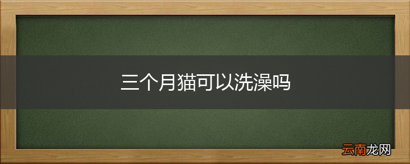 三个月猫可以洗澡吗