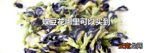 蝶豆花哪里可以买到
