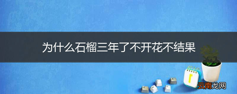 为什么石榴三年了不开花不结果