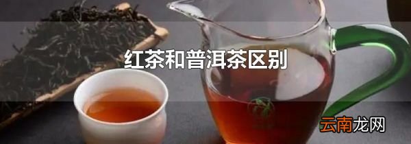 红茶和普洱茶区别