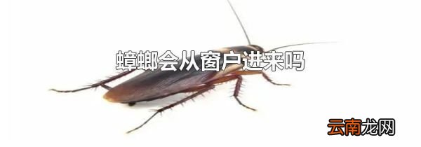 蟑螂会从窗户进来吗