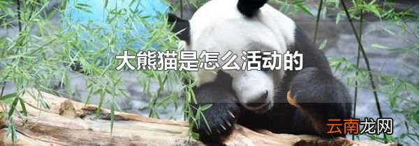 大熊猫是怎么活动的