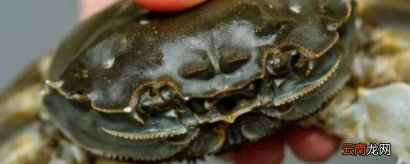 螃蟹没蒸熟是什么样子