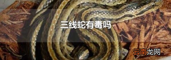 三线蛇有毒吗