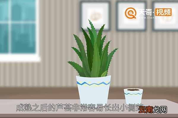 芦荟怎么养