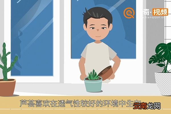 芦荟怎么养