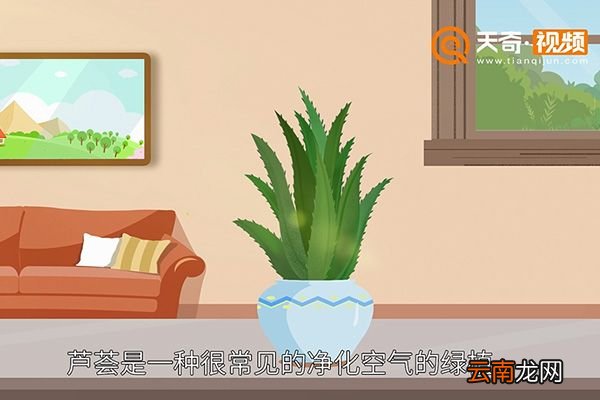 芦荟怎么养