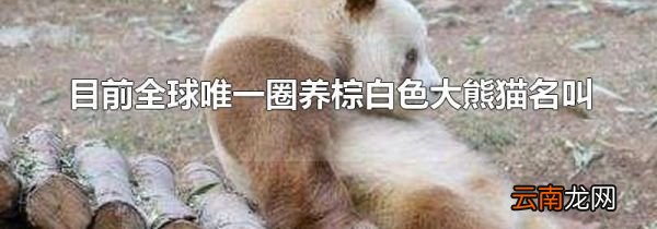 目前全球唯一圈养棕白色大熊猫名叫