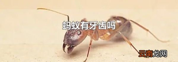 蚂蚁有牙齿吗