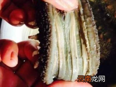拉缸盐海参怎么泡发