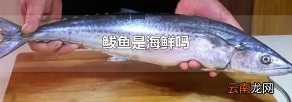 鲅鱼是海鲜吗