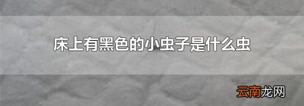 床上有黑色的小虫子是什么虫