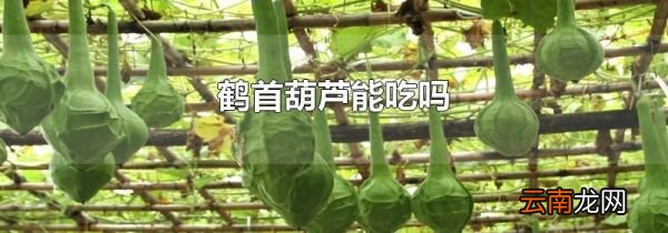 鹤首葫芦能吃吗