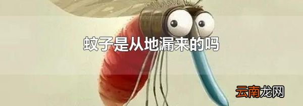 蚊子是从地漏来的吗