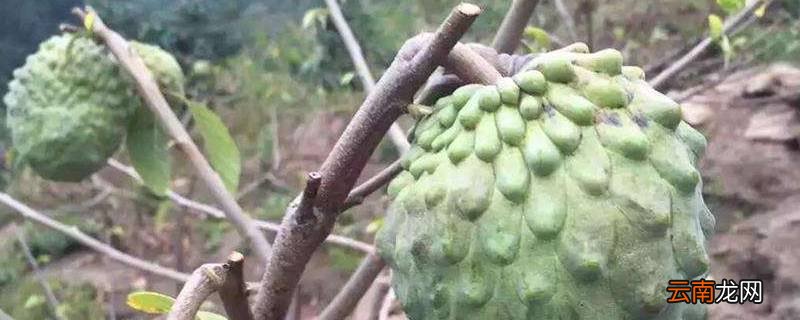 佛头果是什么果