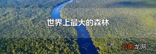 世界上最大的森林