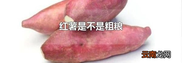 红薯是不是粗粮