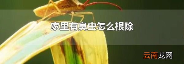 家里有臭虫怎么根除