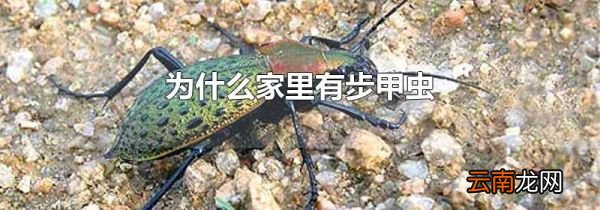为什么家里有步甲虫