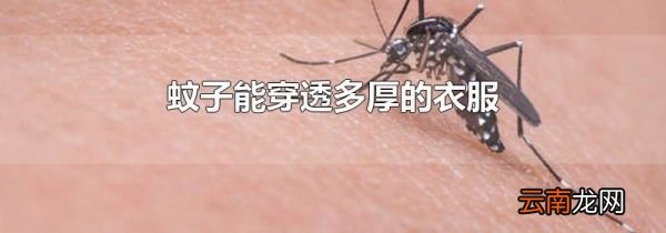 蚊子能穿透多厚的衣服