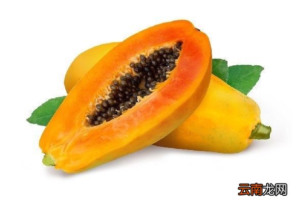 药用木瓜的功效与作用 药用木瓜的功效