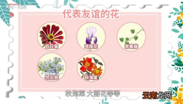 代表友谊的花 什么花代表友谊
