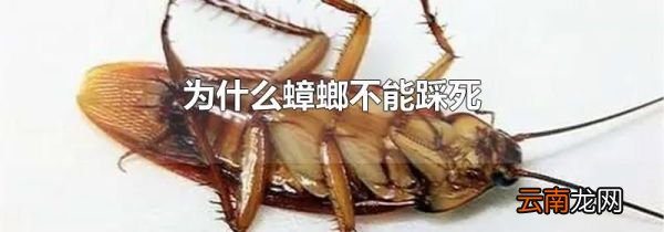 为什么蟑螂不能踩死