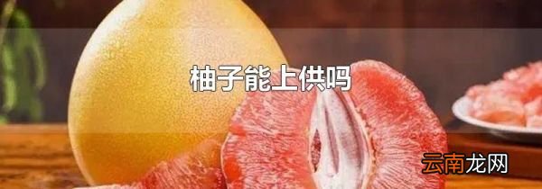 柚子能上供吗