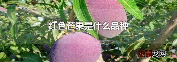 红色芒果是什么品种